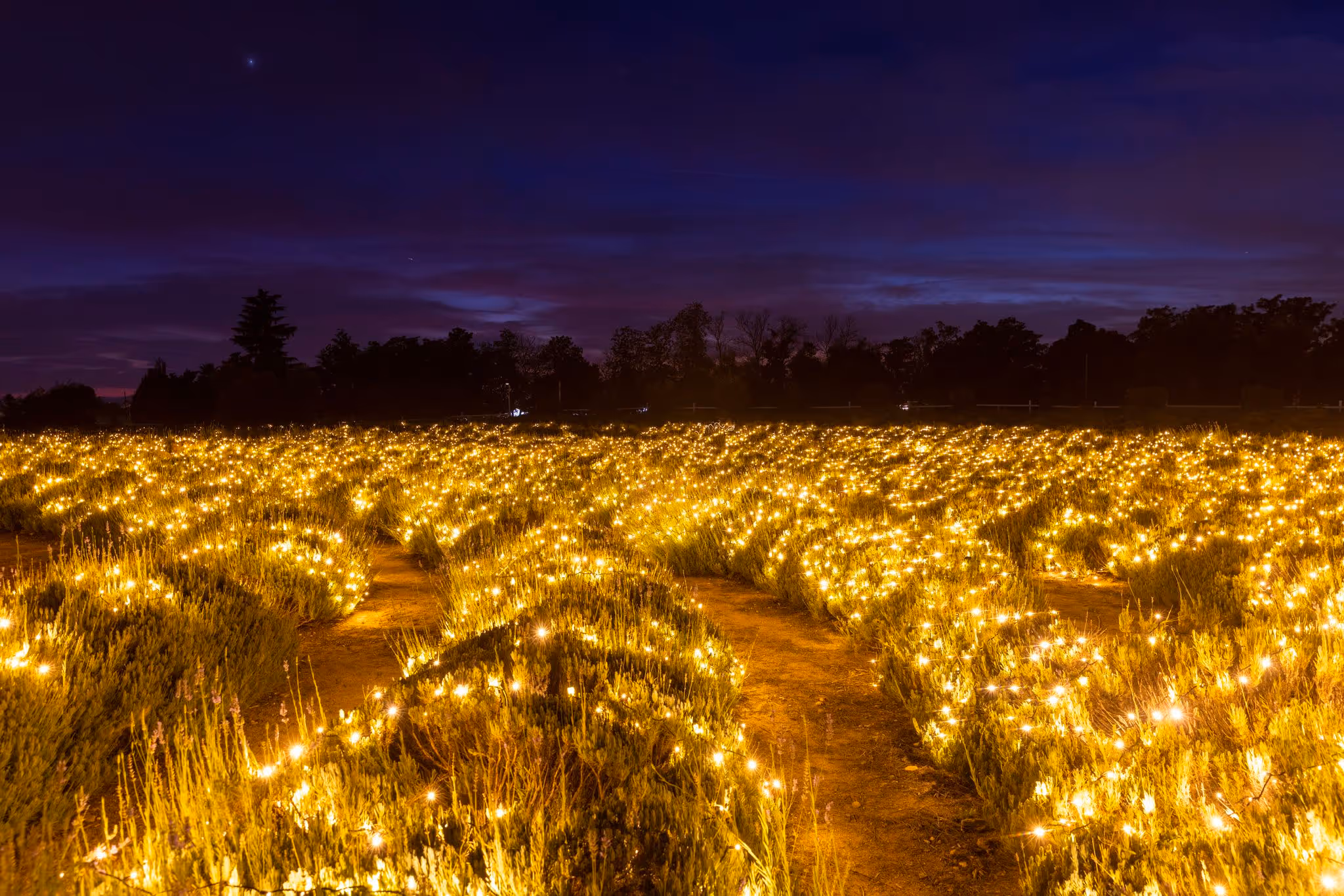 Rows of golden lights across the farm beneath a dark evening sky